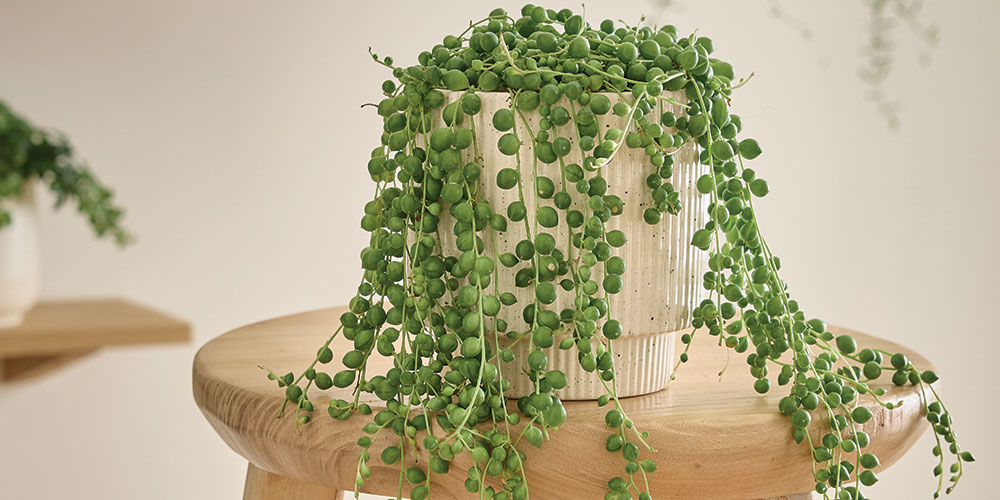 Senecio rowleyanus
