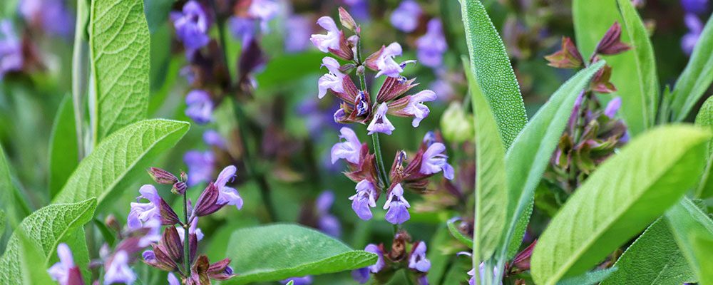La sauge officinale