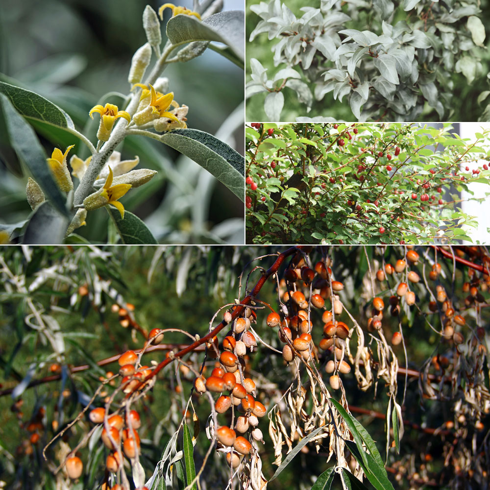1 - Les fleurs très discrètes mais très parfumées de l'arbre du Paradis : olivier de Bohème / 2 - Le feuillage métallique du chalef argenté / 3 - Le chalef d'automne et ses baies rouges / 4 - Les baies plus ou moins mûres de l'arbre du Paradis
