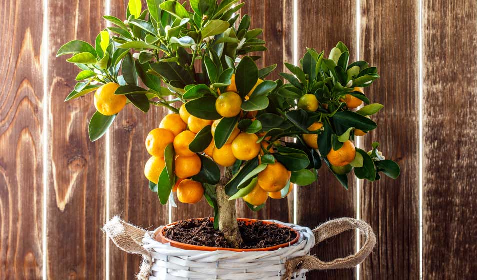 Il ne parle pas mandarin