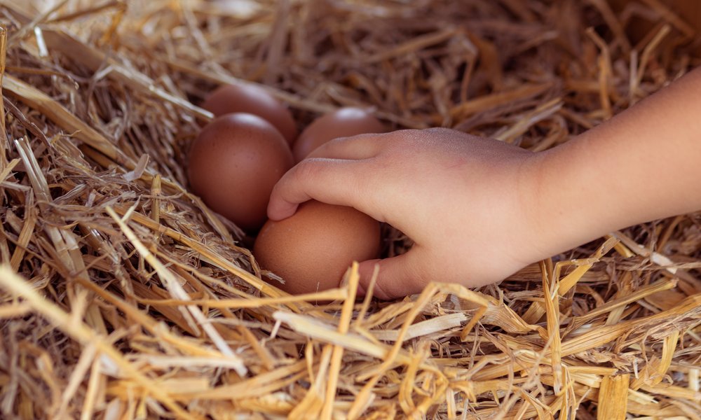 Un enfant pourra ramasser les œufs lui-même à partir de 5 ans