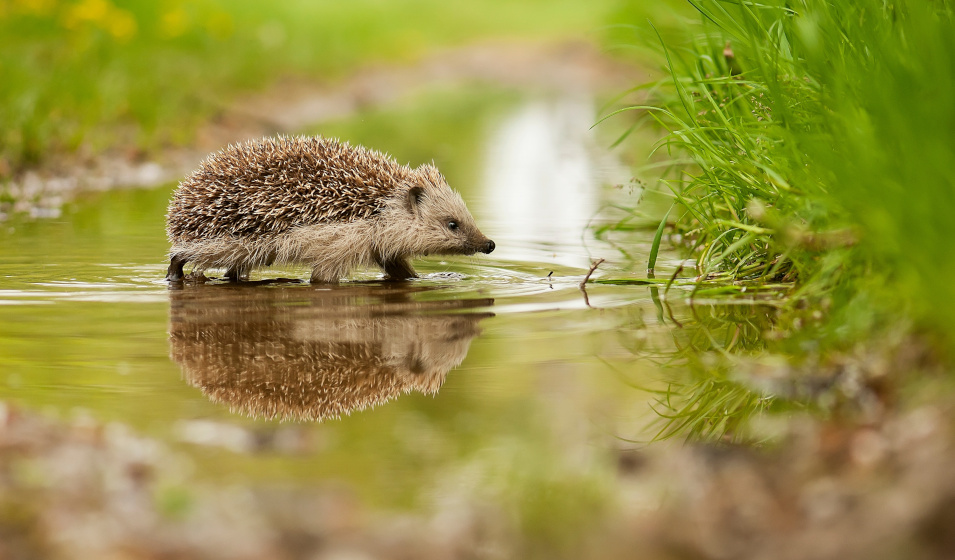 Un hérisson commun traverse un ruisseau