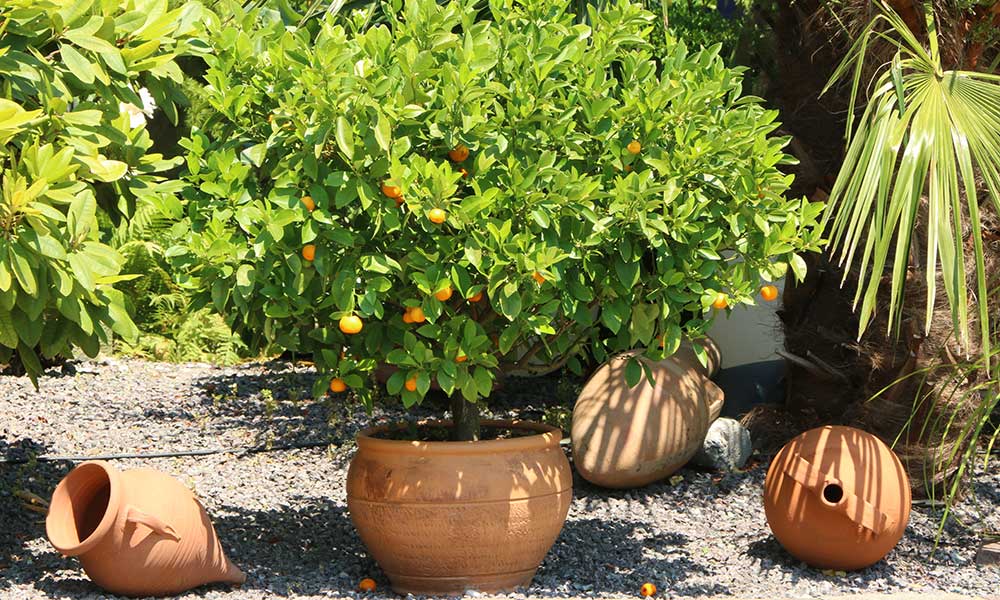Un agrume cultivé en pot