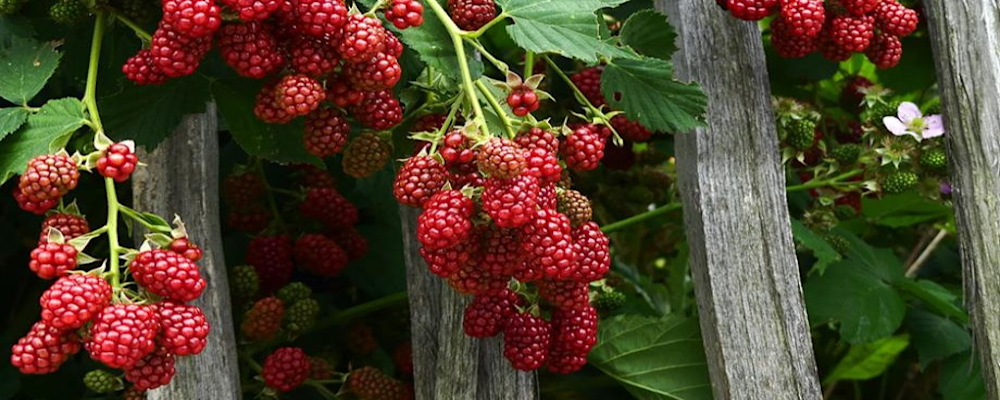 Tayberry 