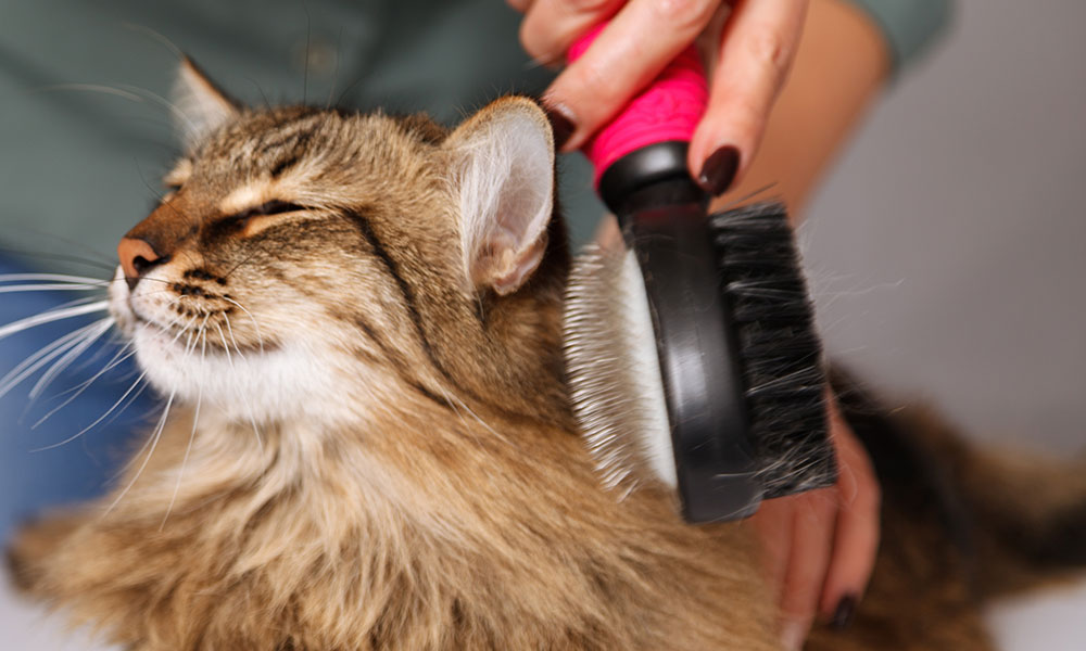 Les brosses lisses