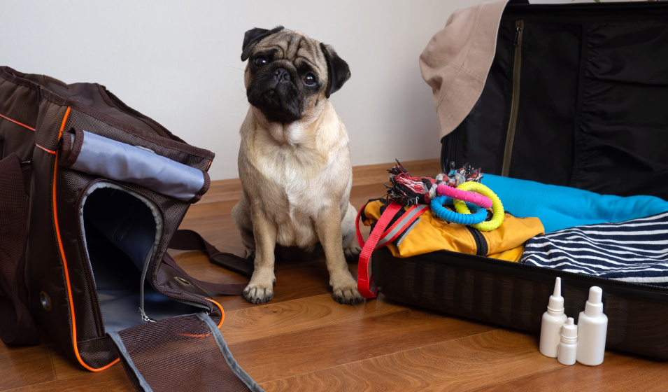 Un chien carlin assis entre son panier de transport et une valise attend de partir 