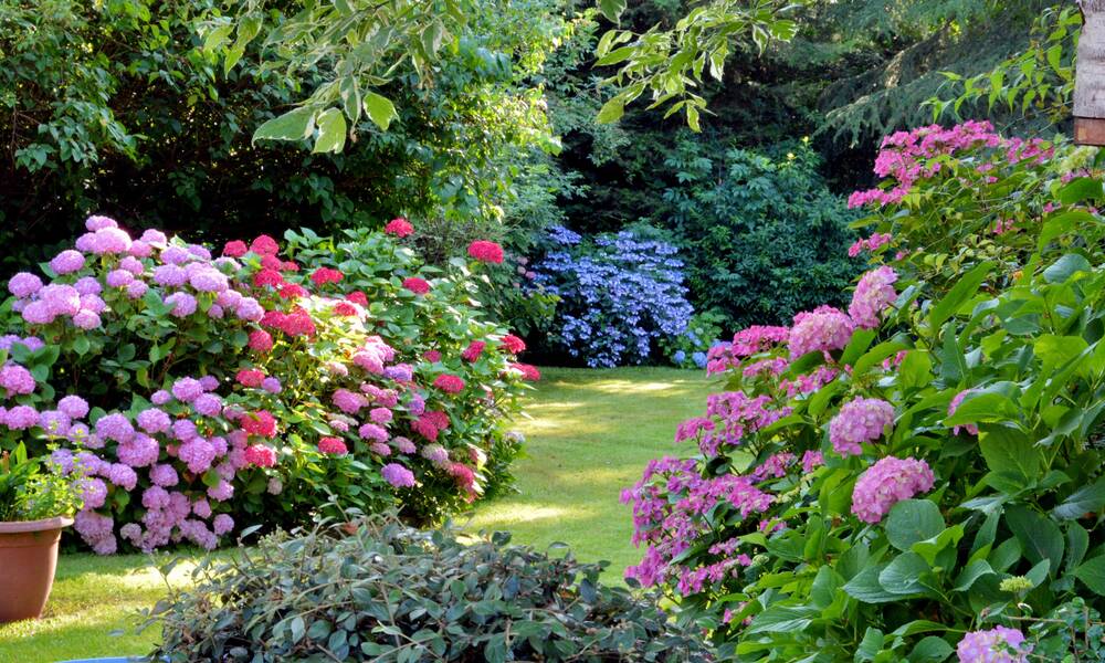 Les hortensias sont les stars d'un jardin ombragé et fleuri