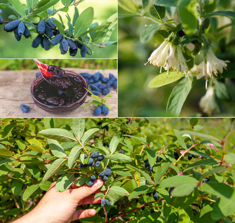 1 - Les jolies baies de mai / 2 - Confiture de baies de mai / 3 : Récolte de baies de mai / 4 : Les fleurs du chèvrefeuille comestible