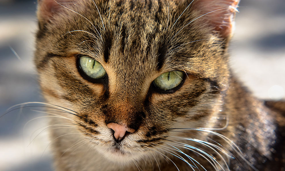 L’histoire du chat