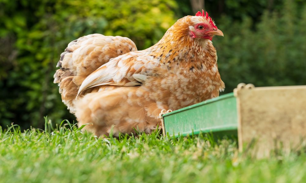 Du grain et de l’herbe, voilà le régime alimentaire des poules