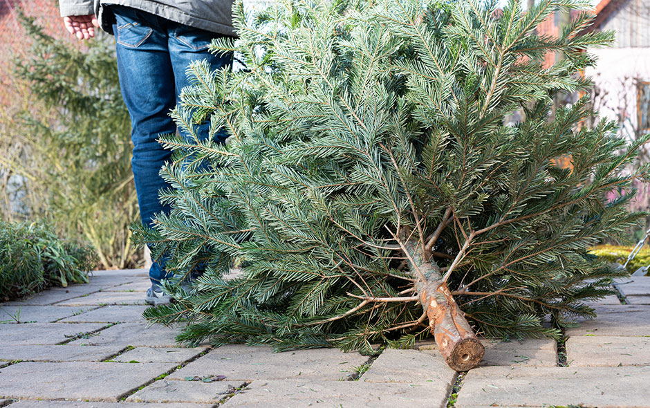 Que faire de son sapin après les fêtes ?