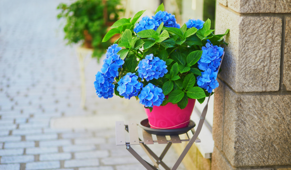 Tierra Para Hortensias En Maceta