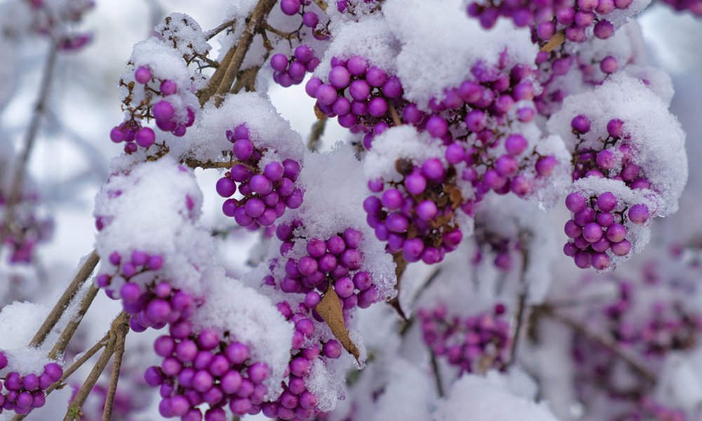 Un callicarpa sous la neige