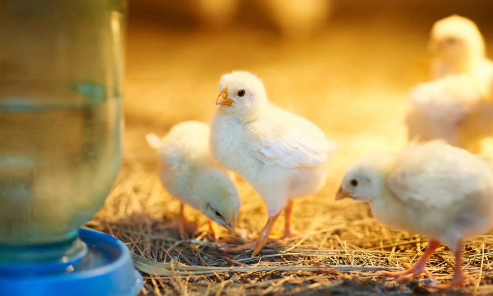 Pour les poussins, une mangeoire basse et peu profonde est la plus adaptée