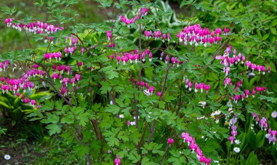 Les originales fleurs suspendues du cœur de Marie