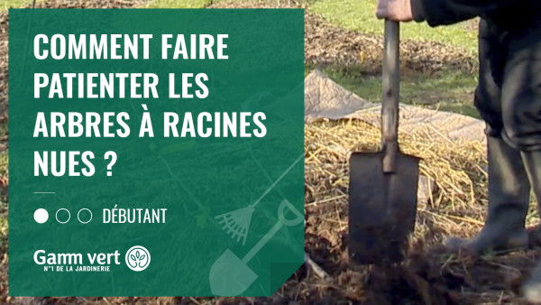 Planter à racines nues : quand, pourquoi, comment ?