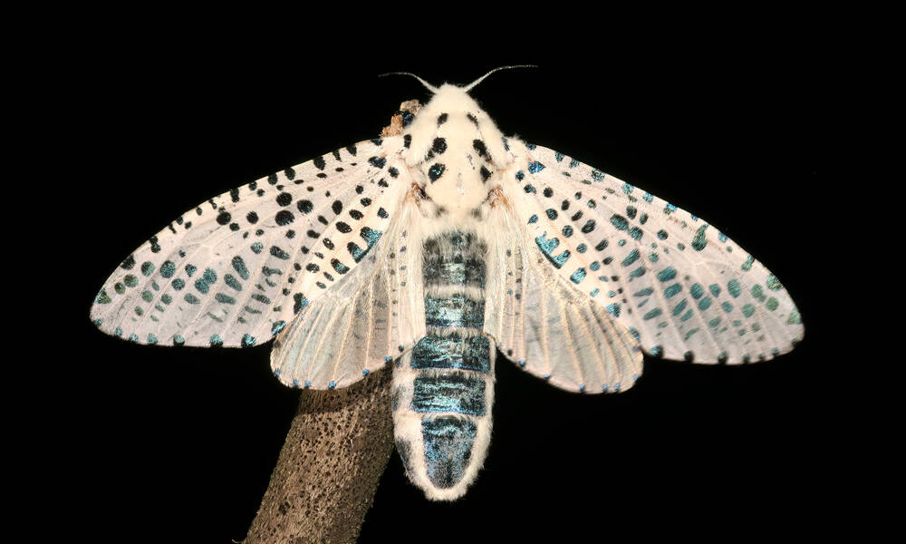 Un beau papillon de nuit blanc taché de bleu sombre 