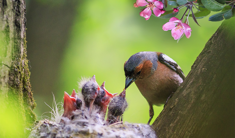 Comment attirer les oiseaux au jardin ? 3 astuces faciles