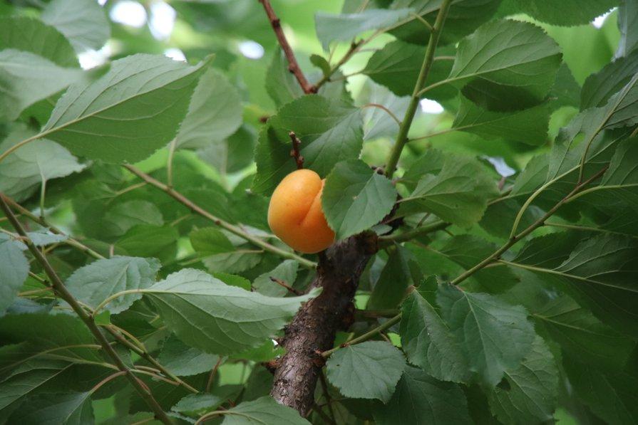 Arbres fruitiers en hiver : comment protéger du gel abricotiers et pêchers ?