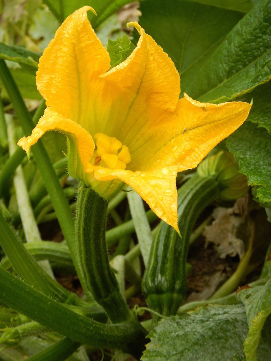 Fleur de courgette