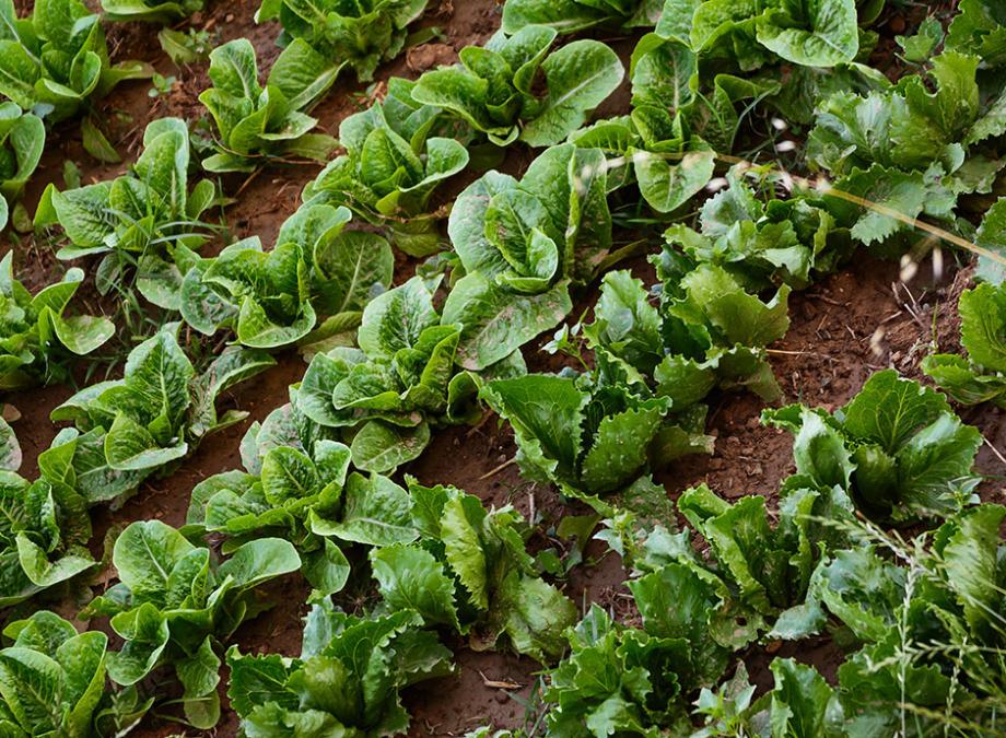 Comment repiquer les endives ?
