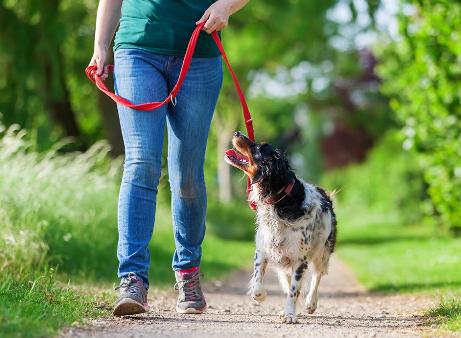 Les troubles digestifs chez le chien