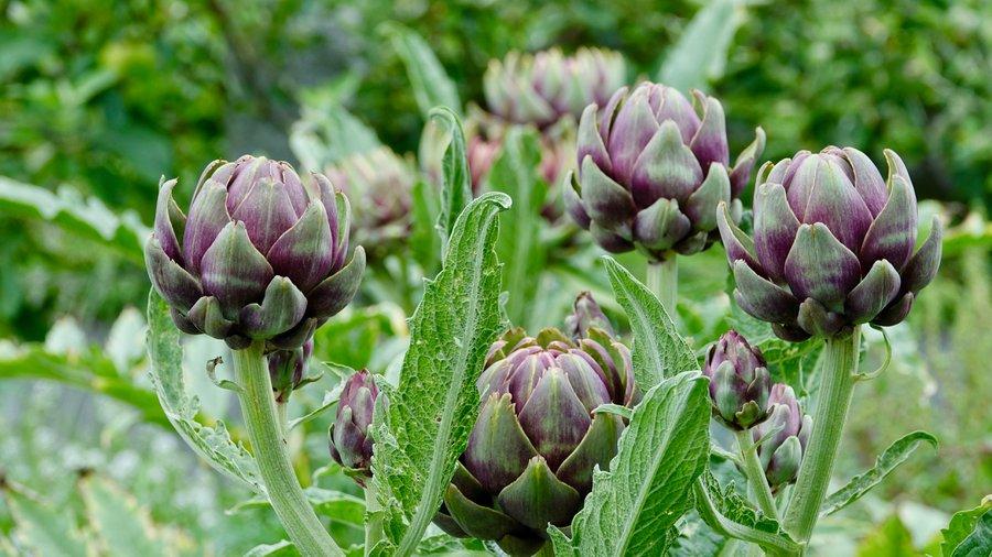 Comment cultiver l'artichaut violet de Provence ? - Gamm vert