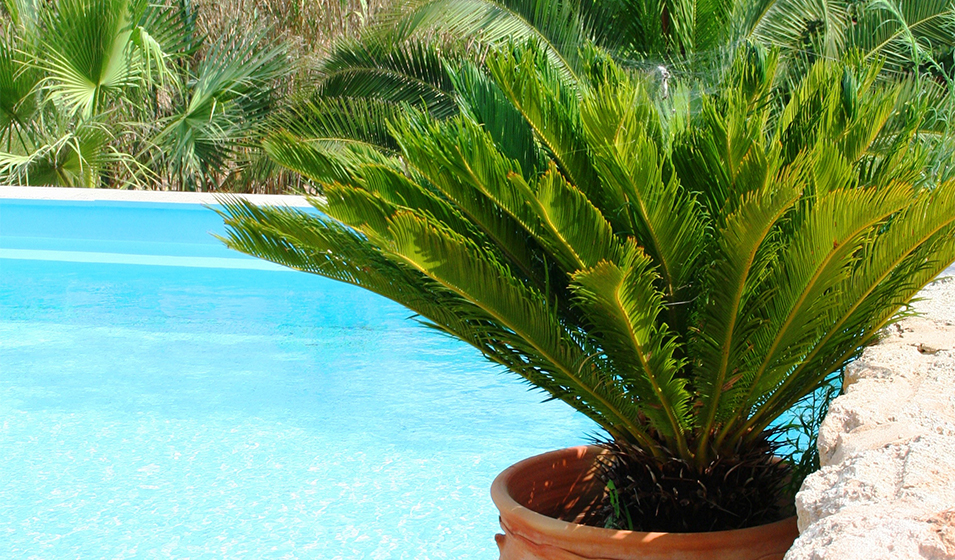 Palmier en pot : comment bien le cultiver en extérieur ?