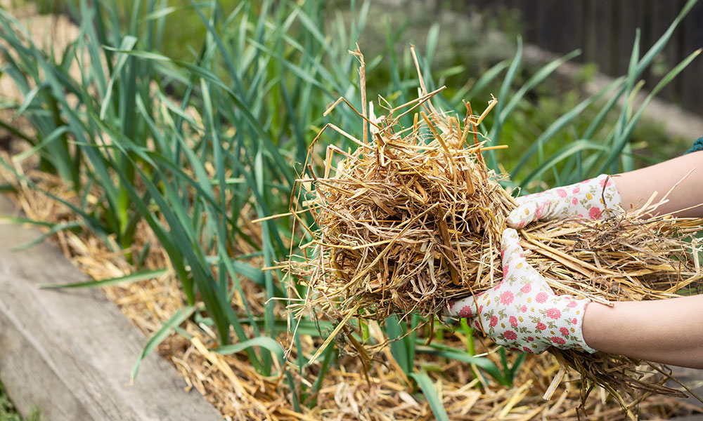 Epandez de la paille dans les carrés de légumes racine ou de poireaux restant en terre