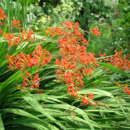 Crocosmia 'Mistral'