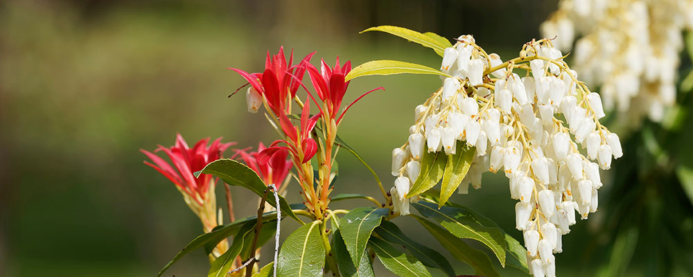 Pieris