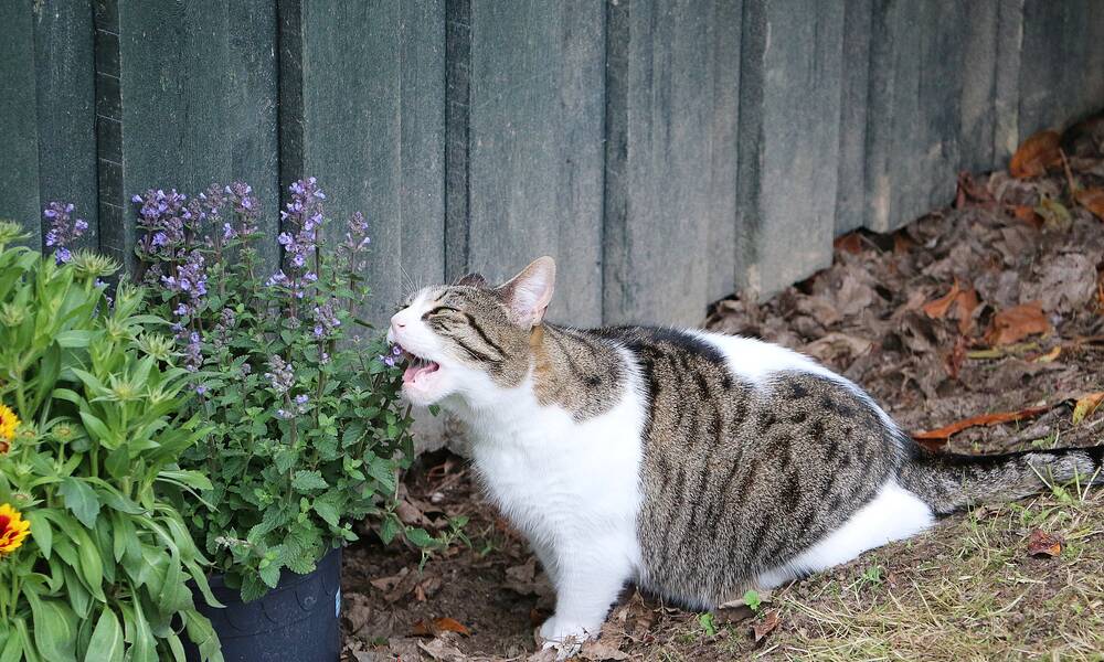 Là c'est de la cataire, plantée pour lui, mais le chat ne mange pas que des plantes qui lui sont destinées, jolies plantations ou plantes toxiques peuvent aussi être mâchouillées 