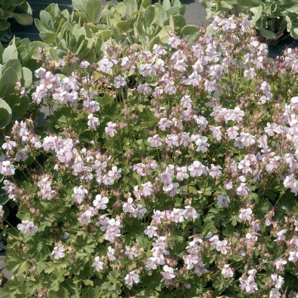 Géranium vivace macrorrhizum 'Spessart'