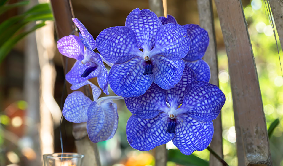 Comment rempoter une orchidée ? - Promesse de Fleurs