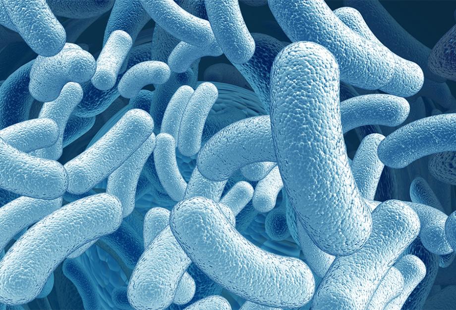 Bacillus