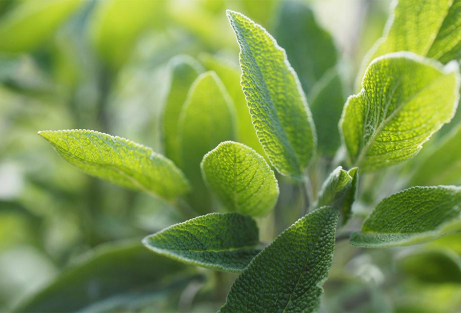 Sauge officinale
