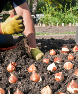 Conseils sur la plantation des bulbes de printemps
