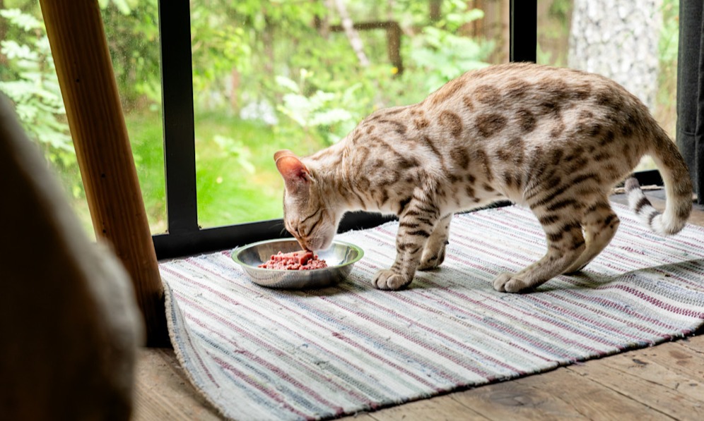 Chat bengal tacheté (Snow) 