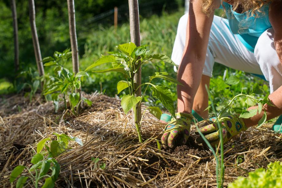 Carré potager