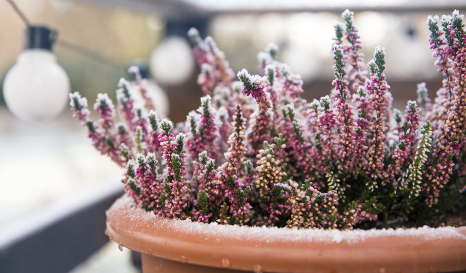 Comment protéger les plantes en pots du gel ? - Jardiland