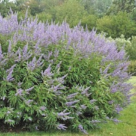 Vitex agnus castus 'Latifolia'