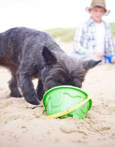 Prévénez les dangers de l'été pour votre chien