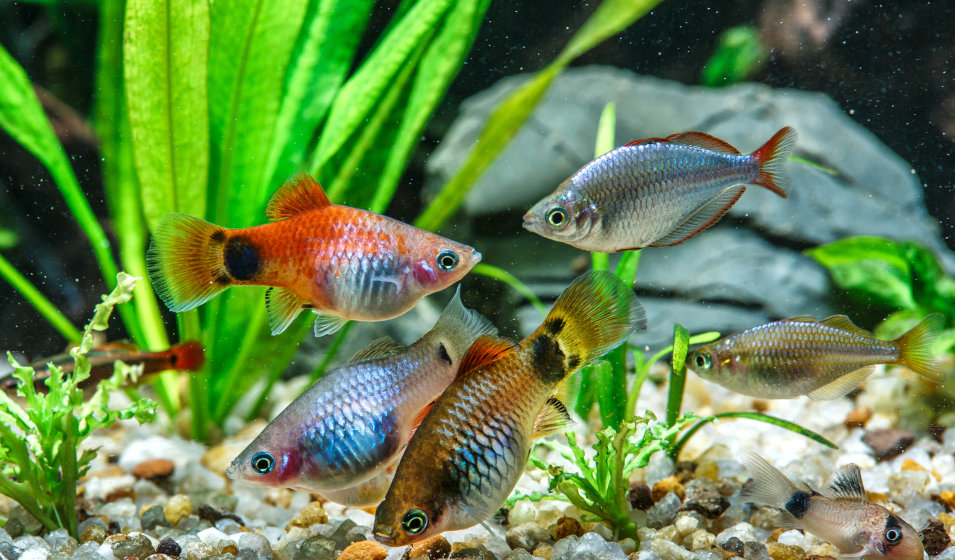 Sable ou gravier pour aquarium : que choisir pour vos poissons ? - Jardiland