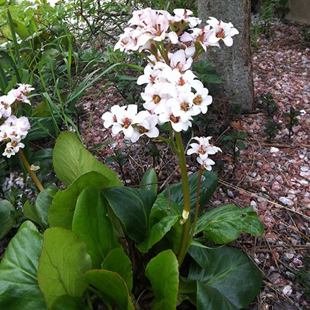 Le Bergenia blanc, une plante d'ombre