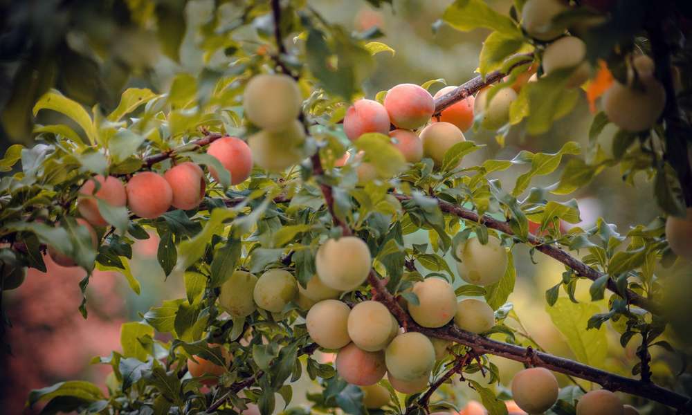 Tailler les fruitiers est l’une des principales méthodes pour obtenir plus de fruits 