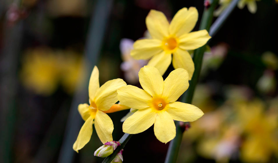 Plantes grimpantes fleuries pour l'extérieur : le jasmin d’hiver (Jasminum nudiflorum)