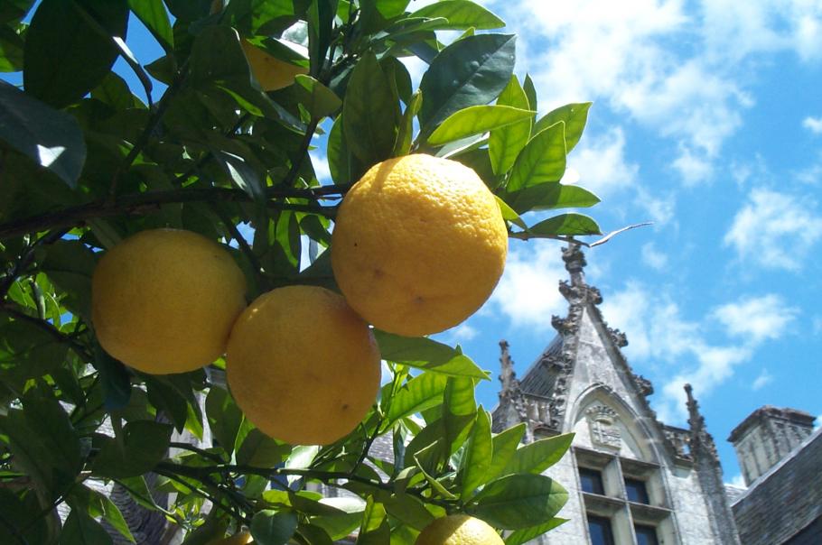 Comment tailler un citronnier et d'autres agrumes