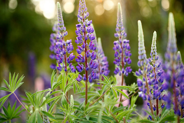 Le lupin