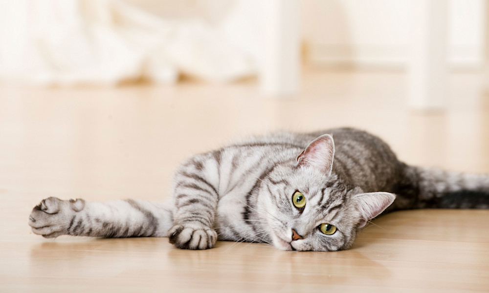 Pourquoi faire stériliser mon chat ?