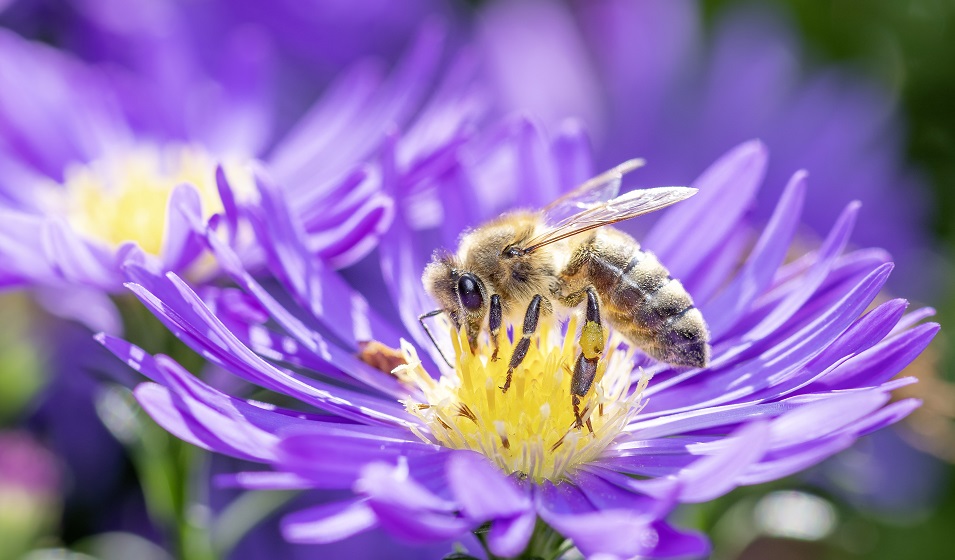 Aster mauve